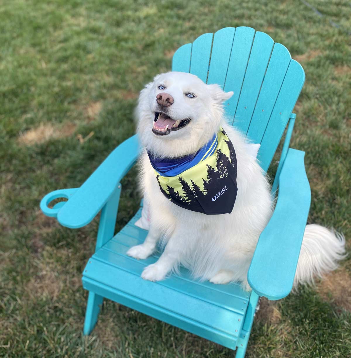 Morningside Dog Bandana