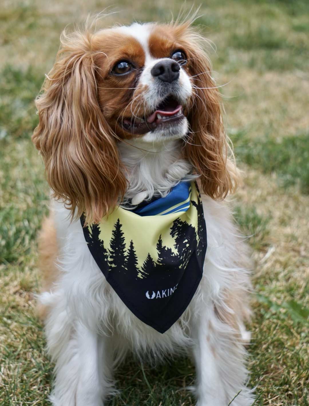 Morningside Dog Bandana